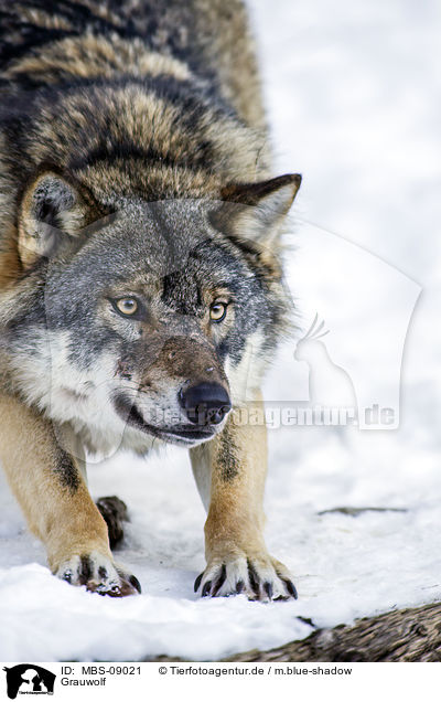 Grauwolf / greywolf / MBS-09021