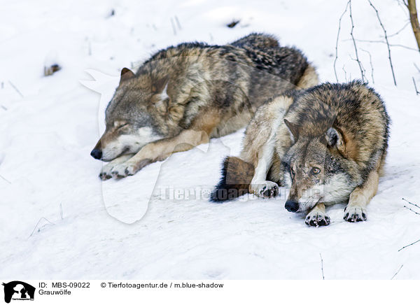 Grauwlfe / greywolfs / MBS-09022