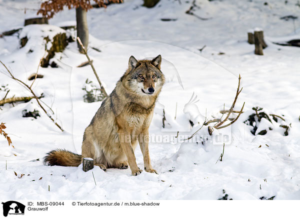 Grauwolf / greywolf / MBS-09044