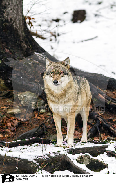 Grauwolf / greywolf / MBS-09049