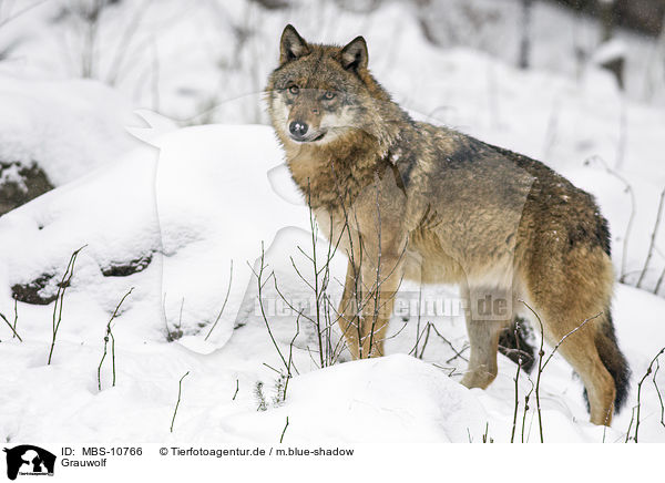 Grauwolf / greywolf / MBS-10766