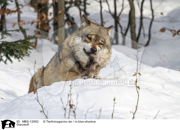 Grauwolf / greywolf / MBS-12992