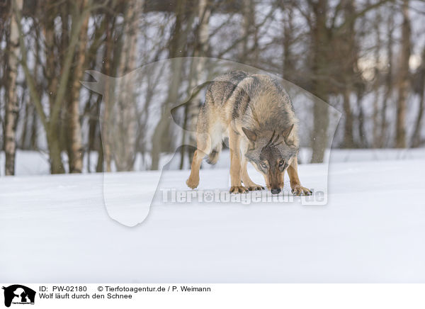 Wolf luft durch den Schnee / Wolf walks through the snow / PW-02180
