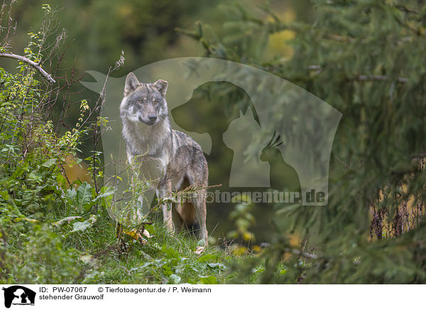 stehender Grauwolf / standing Grey Wolf / PW-07067