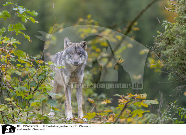 stehender Grauwolf / standing Grey Wolf / PW-07069