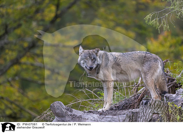 stehender Grauwolf / standing Grey Wolf / PW-07081