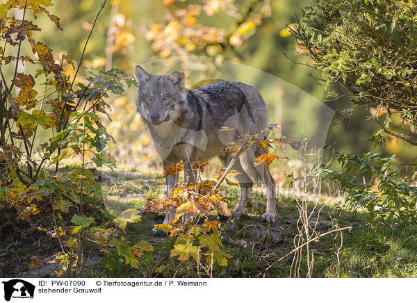 stehender Grauwolf / standing Grey Wolf / PW-07090