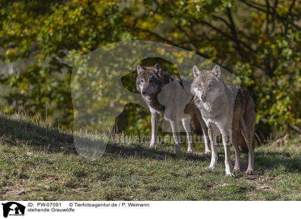 stehende Grauwlfe / standing Grey Wolves / PW-07091