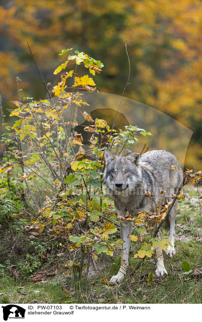 stehender Grauwolf / standing Grey Wolf / PW-07103