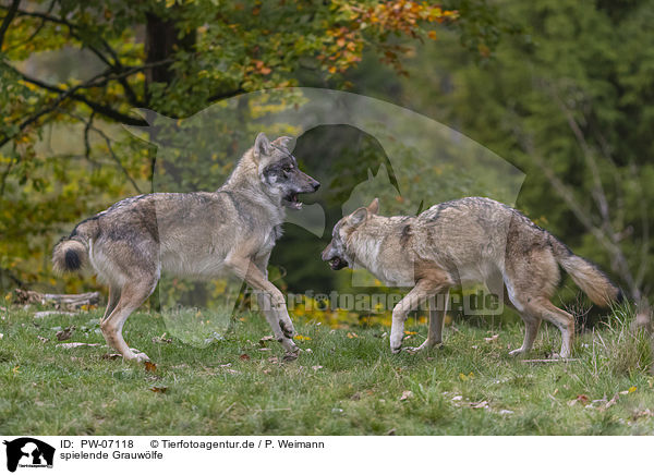 spielende Grauwlfe / playing  Grey Wolves / PW-07118