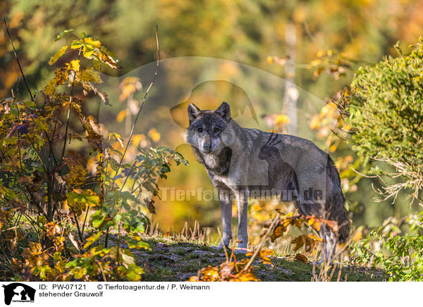 stehender Grauwolf / standing Grey Wolf / PW-07121