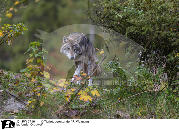 laufender Grauwolf / walking Grey Wolf / PW-07161