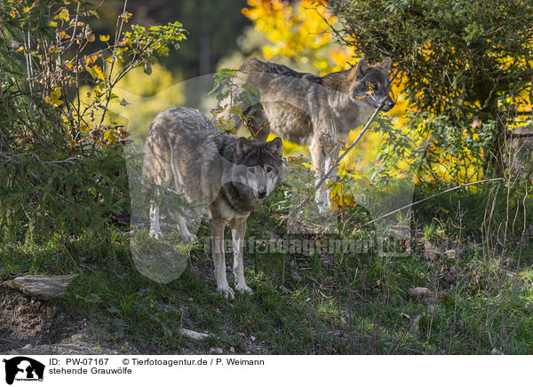 stehende Grauwlfe / standing Grey Wolves / PW-07167