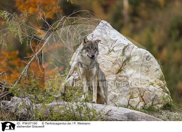 stehender Grauwolf / standing Grey Wolf / PW-07190