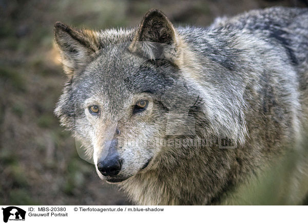 Grauwolf Portrait / Grey Wolf portrait / MBS-20380