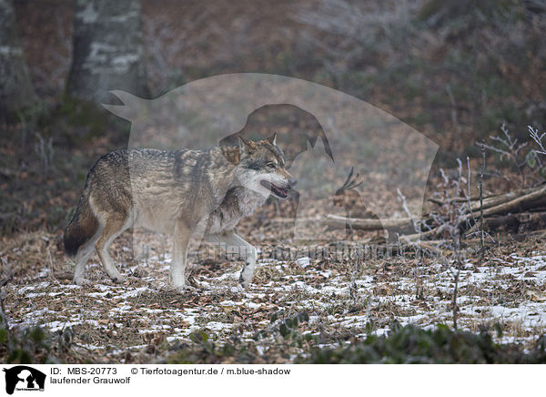 laufender Grauwolf / walking Grey Wolf / MBS-20773