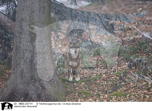 stehender Grauwolf / standing Grey Wolf / MBS-20774