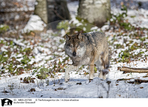 laufender Grauwolf / walking Grey Wolf / MBS-20786