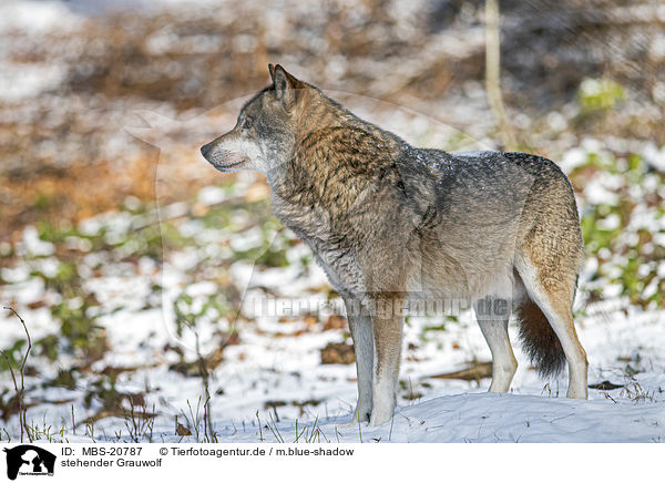 stehender Grauwolf / standing Grey Wolf / MBS-20787