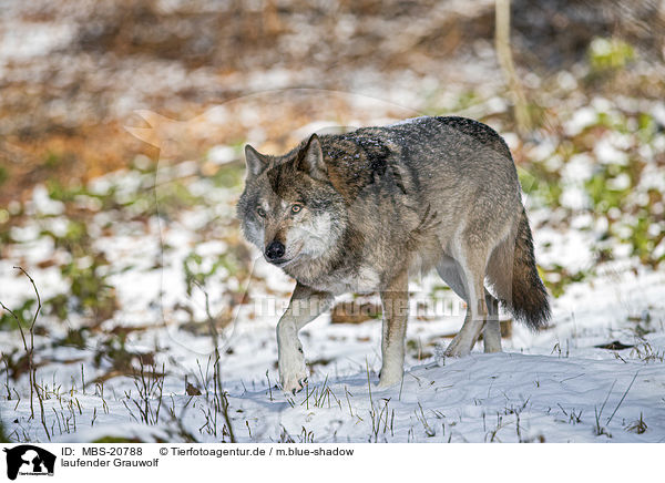 laufender Grauwolf / walking Grey Wolf / MBS-20788