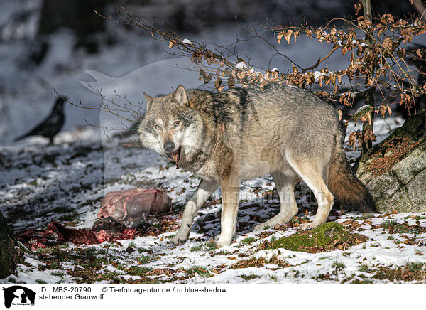 stehender Grauwolf / standing Grey Wolf / MBS-20790