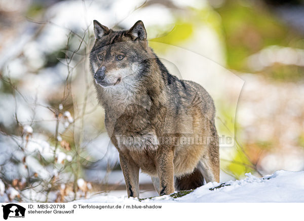 stehender Grauwolf / standing Grey Wolf / MBS-20798