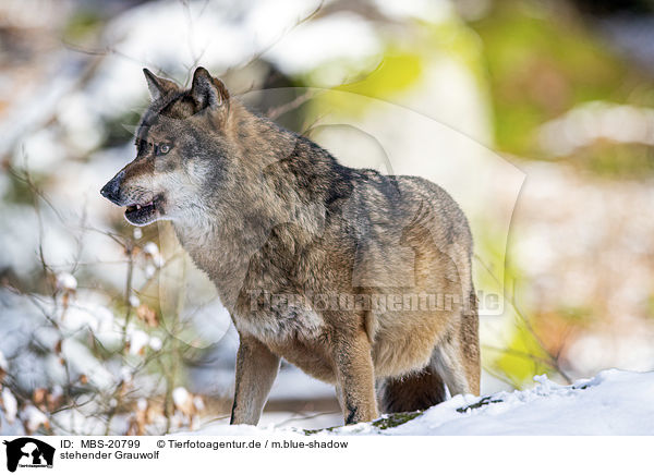 stehender Grauwolf / standing Grey Wolf / MBS-20799