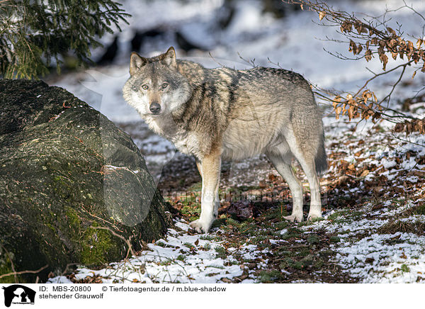stehender Grauwolf / standing Grey Wolf / MBS-20800