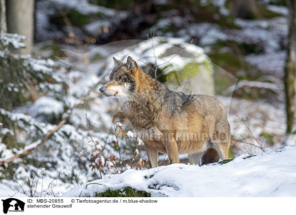 stehender Grauwolf / standing Grey Wolf / MBS-20855