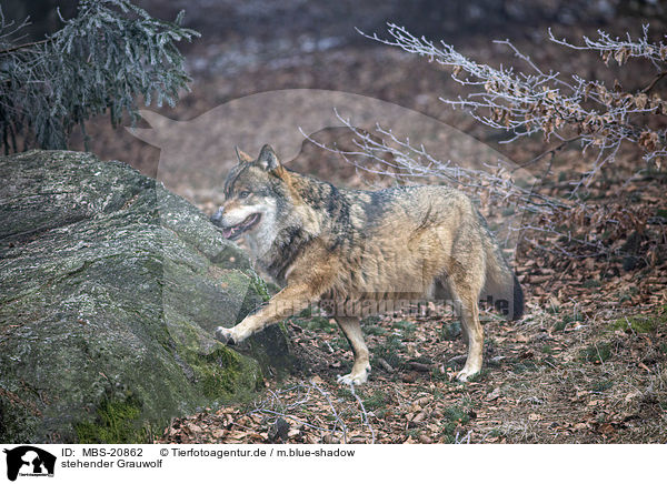 stehender Grauwolf / standing Grey Wolf / MBS-20862