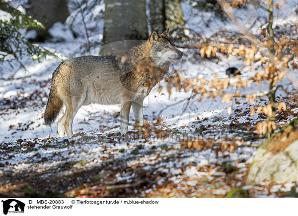 stehender Grauwolf / standing Grey Wolf / MBS-20883
