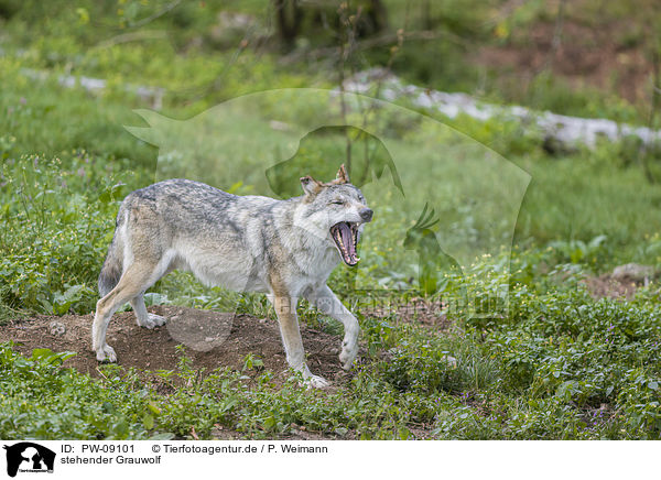 stehender Grauwolf / standing Grey Wolf / PW-09101