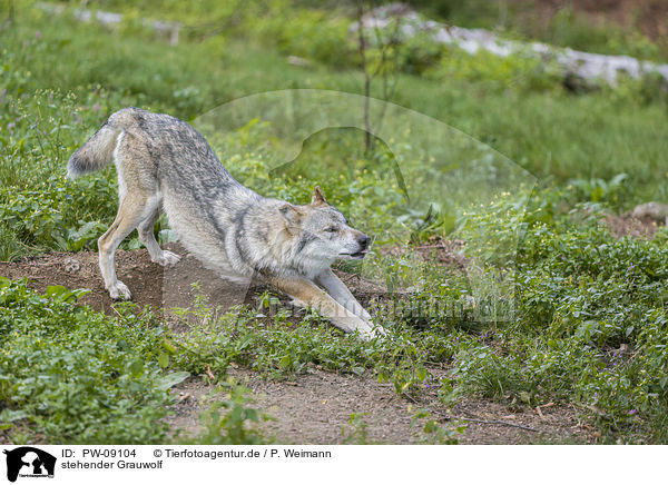 stehender Grauwolf / standing Grey Wolf / PW-09104