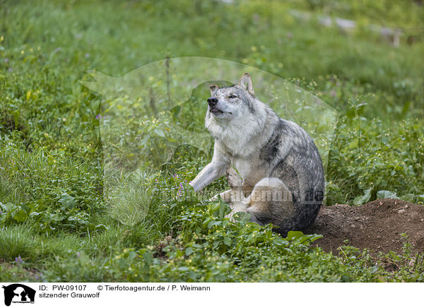 sitzender Grauwolf / sitting Grey Wolf / PW-09107