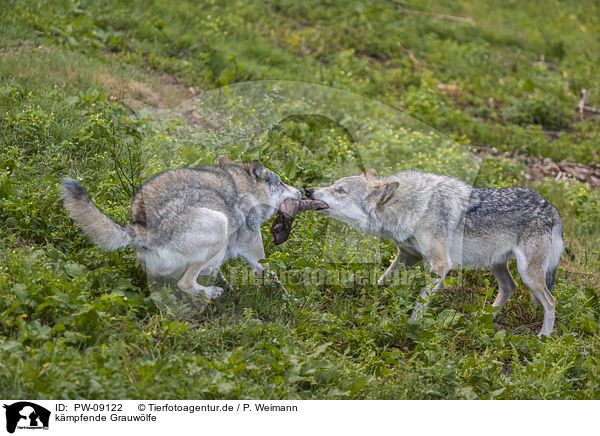 kmpfende Grauwlfe / fighting Grey Wolves / PW-09122