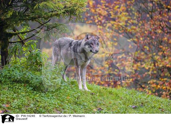 Grauwolf / eurasian greywolf / PW-14246