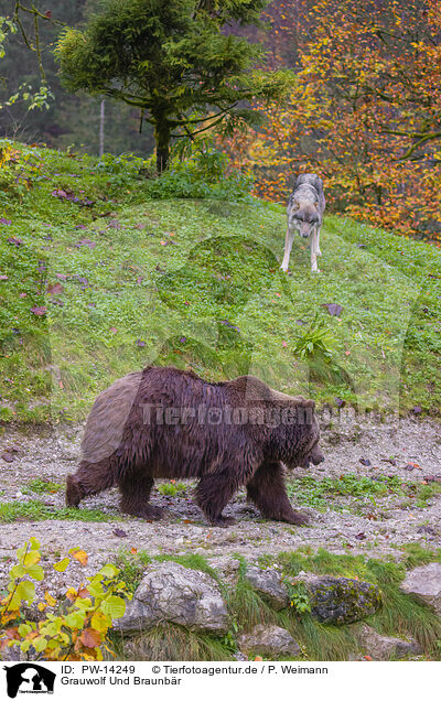 Grauwolf Und Braunbr / eurasian greywolf and brown bear / PW-14249