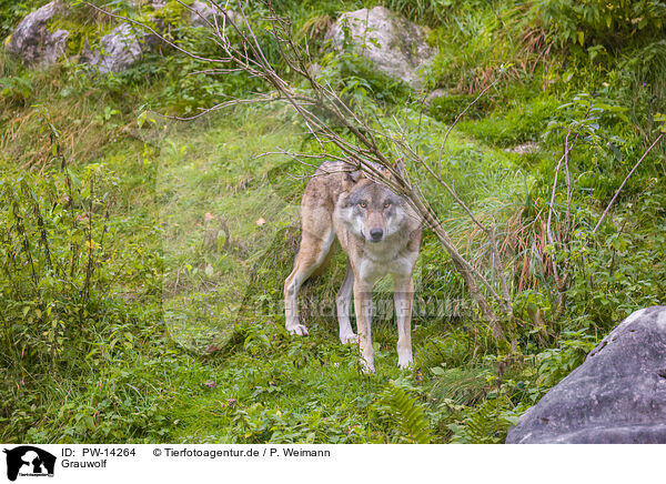 Grauwolf / eurasian greywolf / PW-14264
