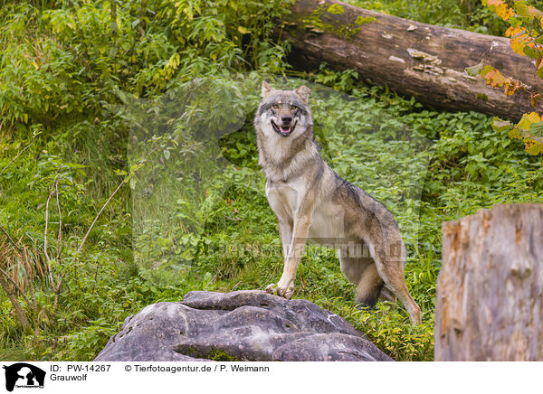 Grauwolf / eurasian greywolf / PW-14267