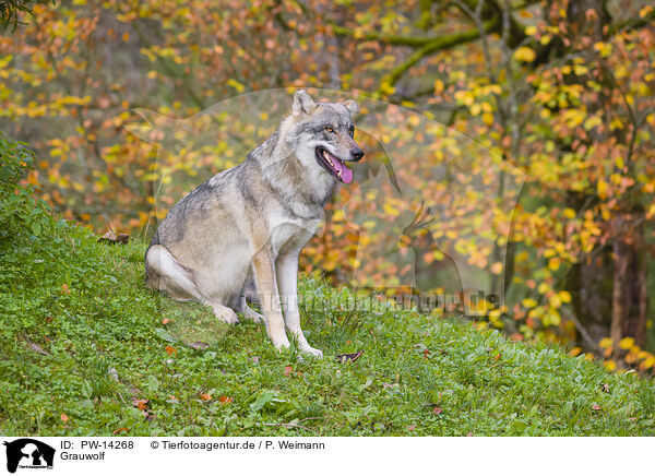 Grauwolf / eurasian greywolf / PW-14268