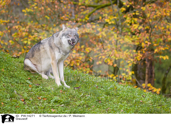 Grauwolf / eurasian greywolf / PW-14271