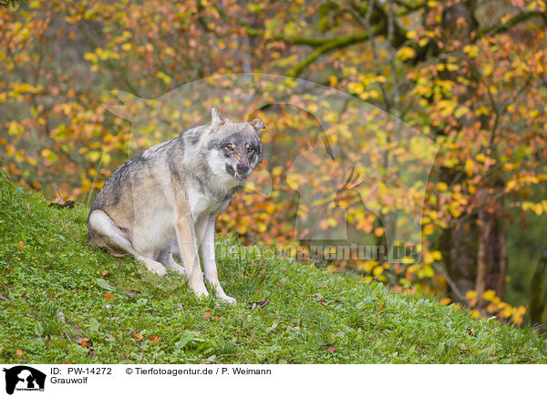 Grauwolf / eurasian greywolf / PW-14272