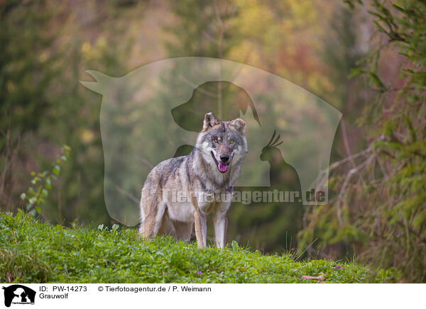 Grauwolf / eurasian greywolf / PW-14273