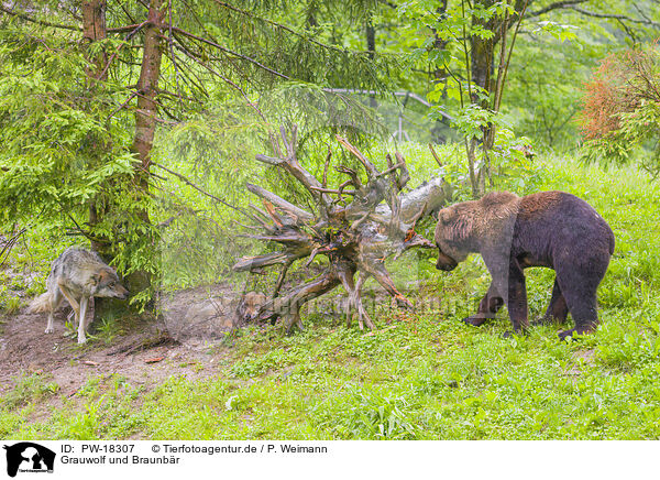 Grauwolf und Braunbr / greywolf and brown bear / PW-18307