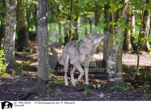 Grauwolf / grey wolf / PW-18323