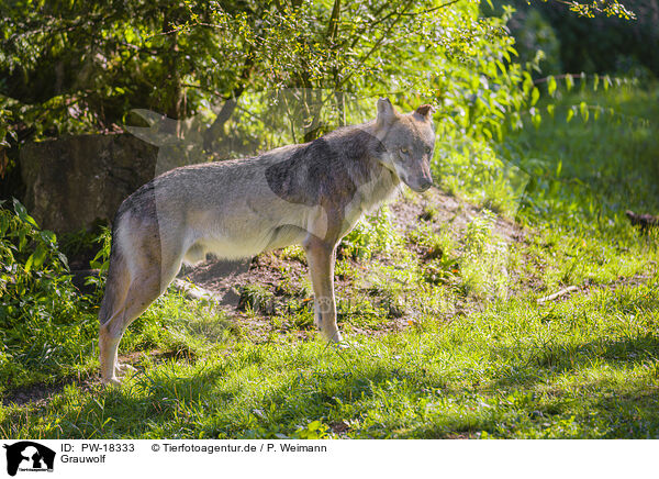 Grauwolf / grey wolf / PW-18333