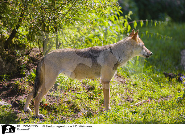 Grauwolf / grey wolf / PW-18335