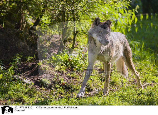 Grauwolf / grey wolf / PW-18339