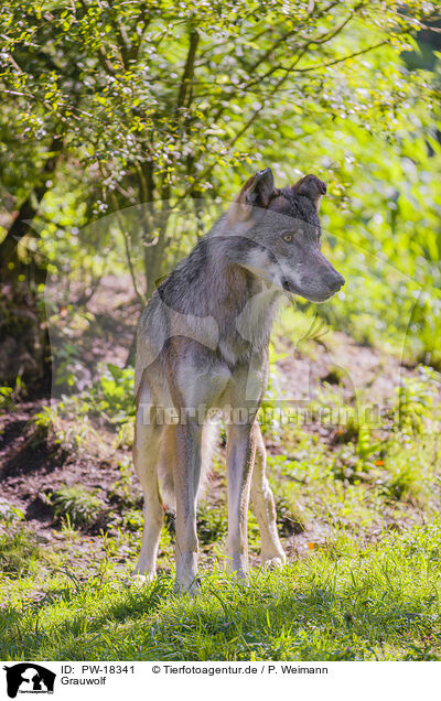 Grauwolf / grey wolf / PW-18341