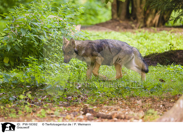 Grauwolf / grey wolf / PW-18392